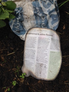 Our Allotments in Hazel Grove 2